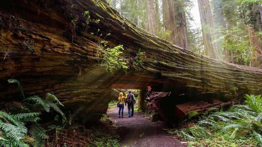 Land Tours Mỹ, Land tours Canada cho các công ty Du Lịch, Du Lịch Mỹ, Du Lịch Canada, Tours Du Lịch Bờ Đông, Bờ Tây Mỹ và Canada